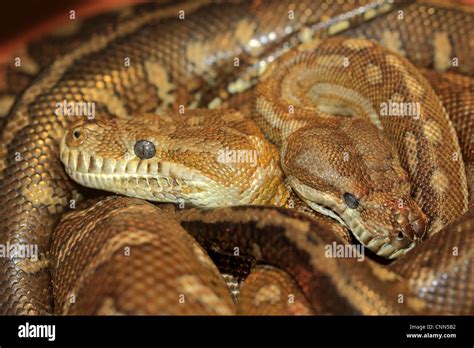 bredls carpet python morelia bredli  adults close   heads
