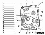 Cell Labeling Superstar sketch template