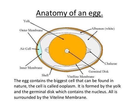egg anatomy