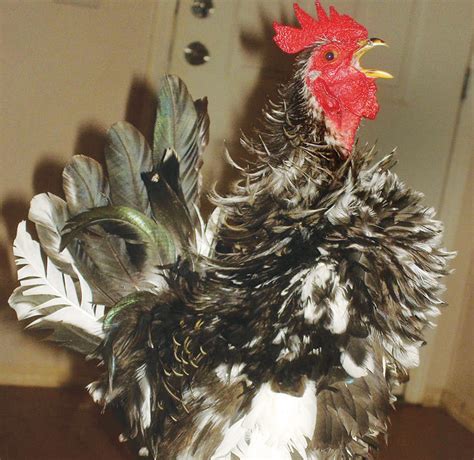 cock a doodle … don t backyard poultry