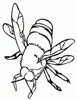 Bees sketch template