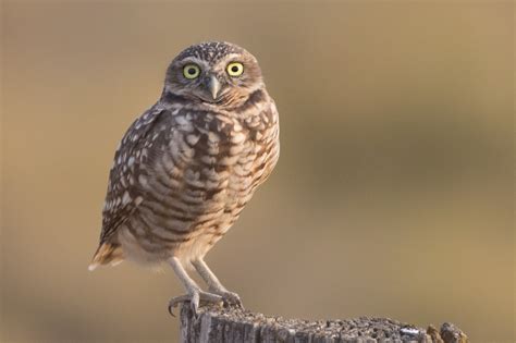 western burrowing owls friends  malheur national wildlife refuge