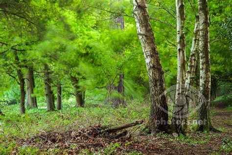 photograph woodlands forests slawek staszczuk photography
