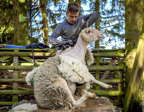 shearing time sheep  fresh summer trim  germanys mountains