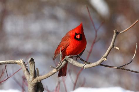 cardinal bird red winter wallpapers hd desktop  mobile backgrounds