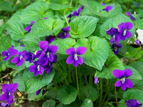 wild violet plant care guide auntie dogmas garden spot