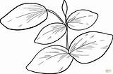 Coloring Eucalyptus Leaves Pages Printable Drawing sketch template