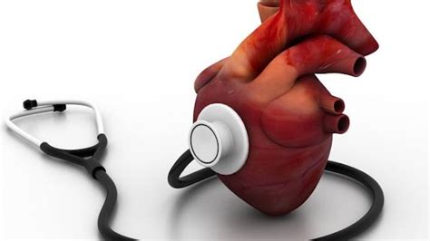 mengenal jantung bagian bagian  fungsinya bagi tubuh manusia