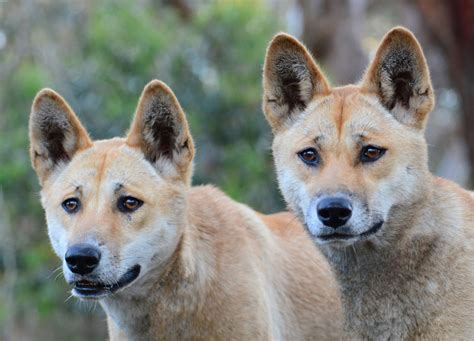 australian dingo untamed  feral  biology