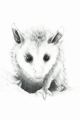 Possum Drawing Opossum Baby Print Drawings Available 5x7 Etsy 8x10 Opossums Animals Tattoo Animal Paintings Line Watercolor Paintingvalley Cute Panda sketch template