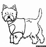 Coloring Terrier West Highland Westie Pages Dogs Dog Drawing Designlooter Thecolor Sketch 99kb 565px Drawings Getdrawings Template sketch template