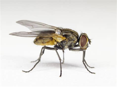pregnant housefly males demonstrate the evolution of sex