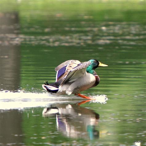 mallard duck landing photograph  edward kocienski