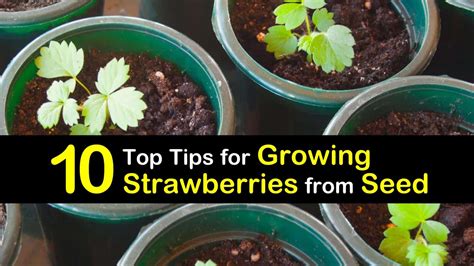 grow strawberries  seeds guarurec