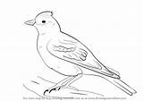 Skylark Lark Drawingtutorials101 Macaw Learn Paintingvalley sketch template