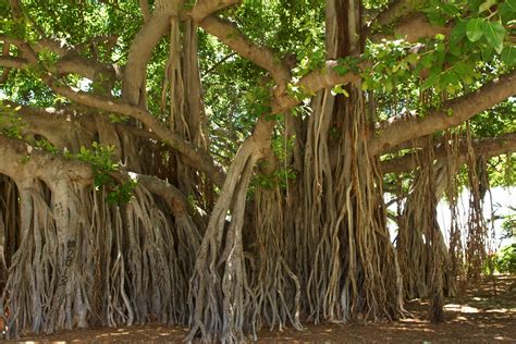amazing facts  banyan tree