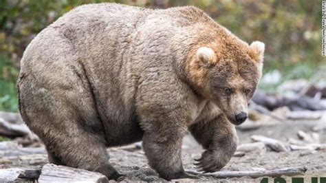 down to the bear bones how polar bears evolved from grizzlies to hunt