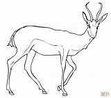 Springbok Gazelle Antelope Antilope Kolorowanki Kleurplaat Antylopa Druku Impala Kolorowanka sketch template