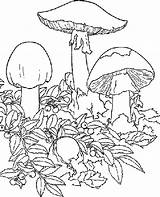 Champignon Coloriage Imprimer Colorier Champignons Coloring Dessin Pages Mushrooms Mushroom Psychedelic Print Color sketch template