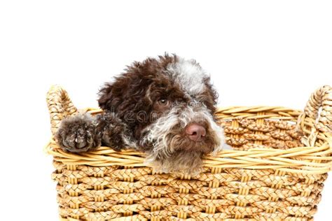 beautiful brown fluffy puppy stock image image  isolated beautiful