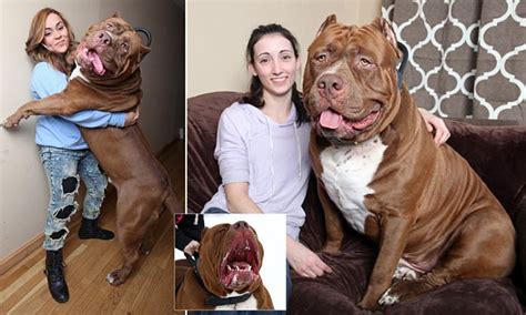All Aboard Hulk The World S Biggest Pit Bull With A 28