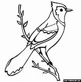 Jay Blue Coloring Bird Pages Printable Birds Drawing Color Outline Baby Cliparts Bear Branch Mama Coloringpages101 Kids Sheets Drawings Choose sketch template
