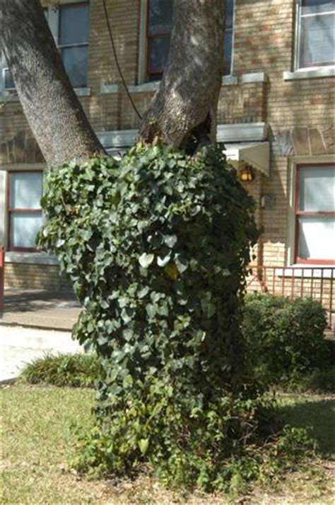 tree remove vinesdirt doctor howard garrett organic gardening home