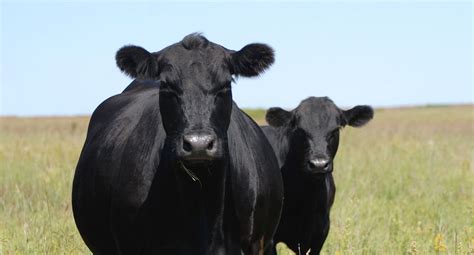 abereden angus cattle americas  popular breed pitchstone waters