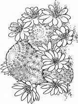 Coloring Pages Cactus Flower Flowers Gingerbread House Printable Resolution Recommended sketch template