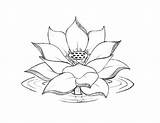 Lotus Coloring Flower Drawing Pages Water Blooming Line Flowers Printable Color Mandala Clipart Cliparts Adult Tattoo Getdrawings Colour Kids Print sketch template