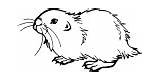 Prairie Dog Coloring Pages Young sketch template