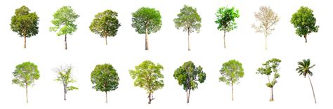 ruim  boomsoorten te vinden op aarde max vandaag