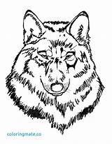 Wolf Coloring Pages Head Wolves Fighting Getdrawings Drawing Getcolorings Printable Book sketch template