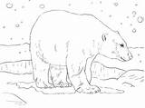 Colorat Urs Desene Ursul Planșe și sketch template
