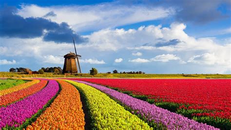 colourful curved tulip fields  front   traditional dutch windmill   nice cloudy sky