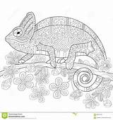 Lizard Chameleon Zentangle Stylized Coloring Preview sketch template