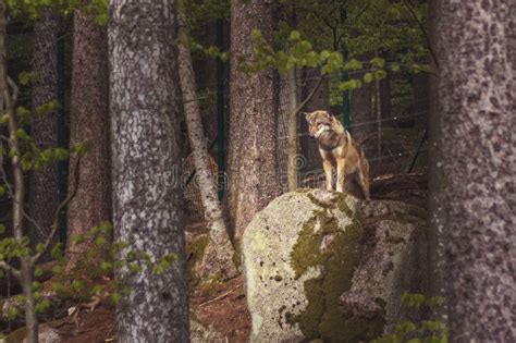 wolf   forest wolf standing   large stone stock photo image