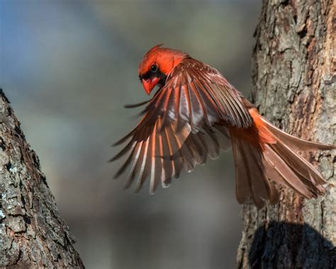 cardinal  flight shutterbug