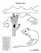 Coloring Kangaroo Rat Desert Exploringnature Pages Rats sketch template
