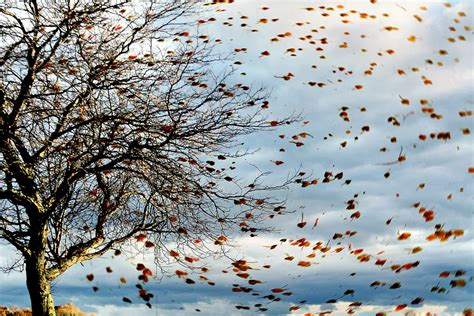 gust of wind blowing leaves off a tree in autumn smithsonian photo