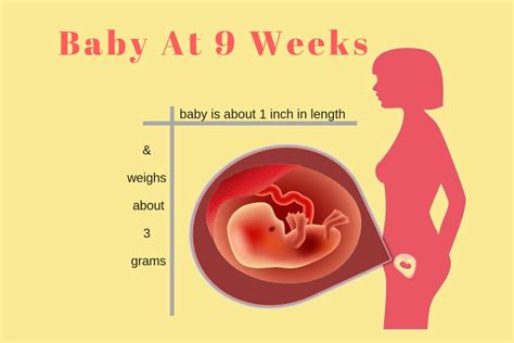 weeks pregnant baby development ultrasound   weeks