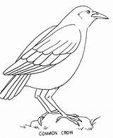 Cioara Colorat Corvo Desene Pasari Planse Ciori Imagini Salbatice Uccelli Animale Starklx Animalstown sketch template
