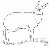 Antilope Dikdik Gemsbok Ausmalbild Antelopes Dik Antelope Ausmalbilder Kategorien sketch template