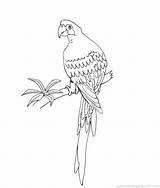 Coloring Parrot Pages Budgie Pirate Color Adults Parakeet Realistic Getcolorings Getdrawings Colorings Printable sketch template