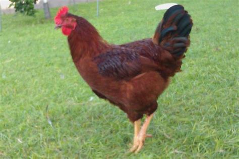 19 Week Red Sex Link Or Red Rooster Backyard Chickens