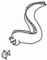 Eel Coloring Pages Electric Color Animals Drawing Moray Animal Print Getdrawings Sheet sketch template