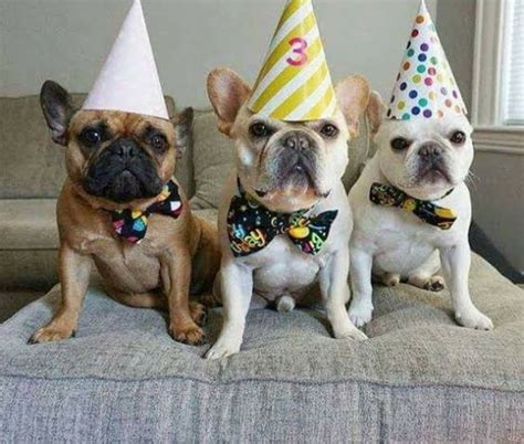birthday french bulldogs happy birthday french bulldog birthday