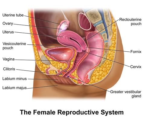 [figure Female Reproductive Anatomy Image Courtesy ] Statpearls
