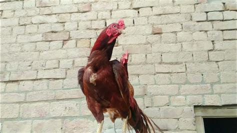this brood cock is from old asil breed of asgher khan rokhri ۔ youtube