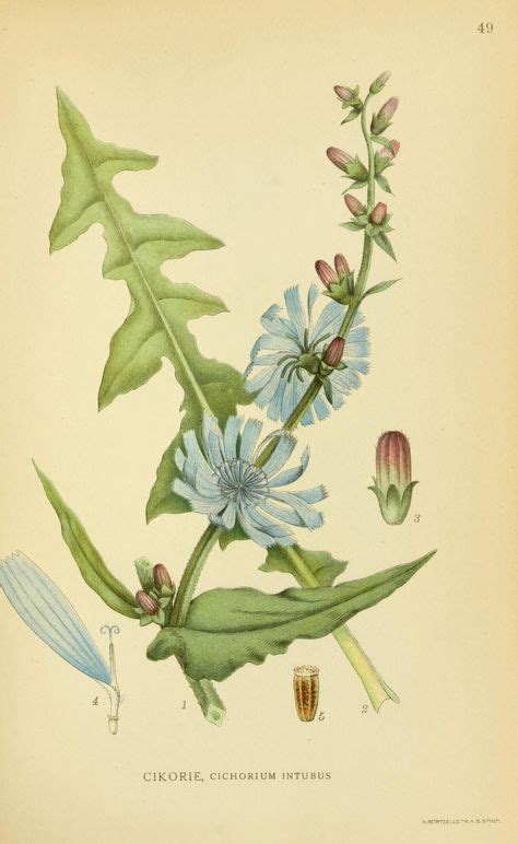 botanical prints images  pinterest botanical drawings